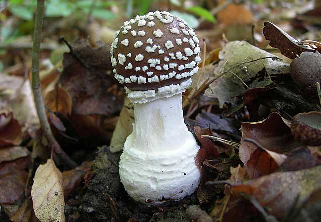 Le  meraviglie della foresta